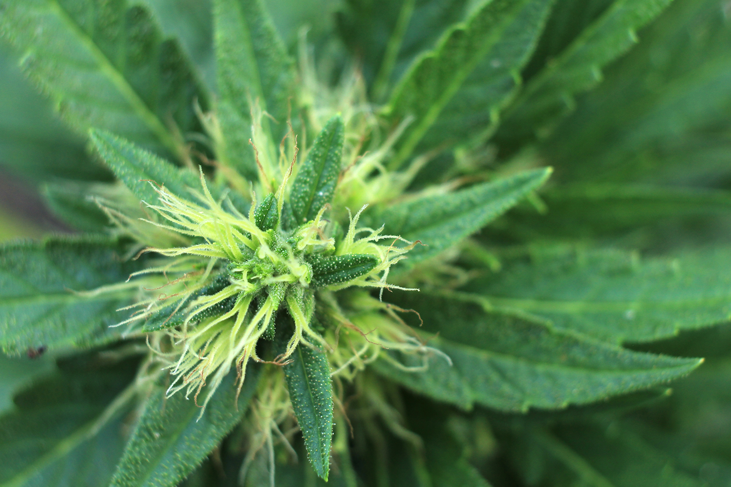 Marijuana Cannabis Barbados