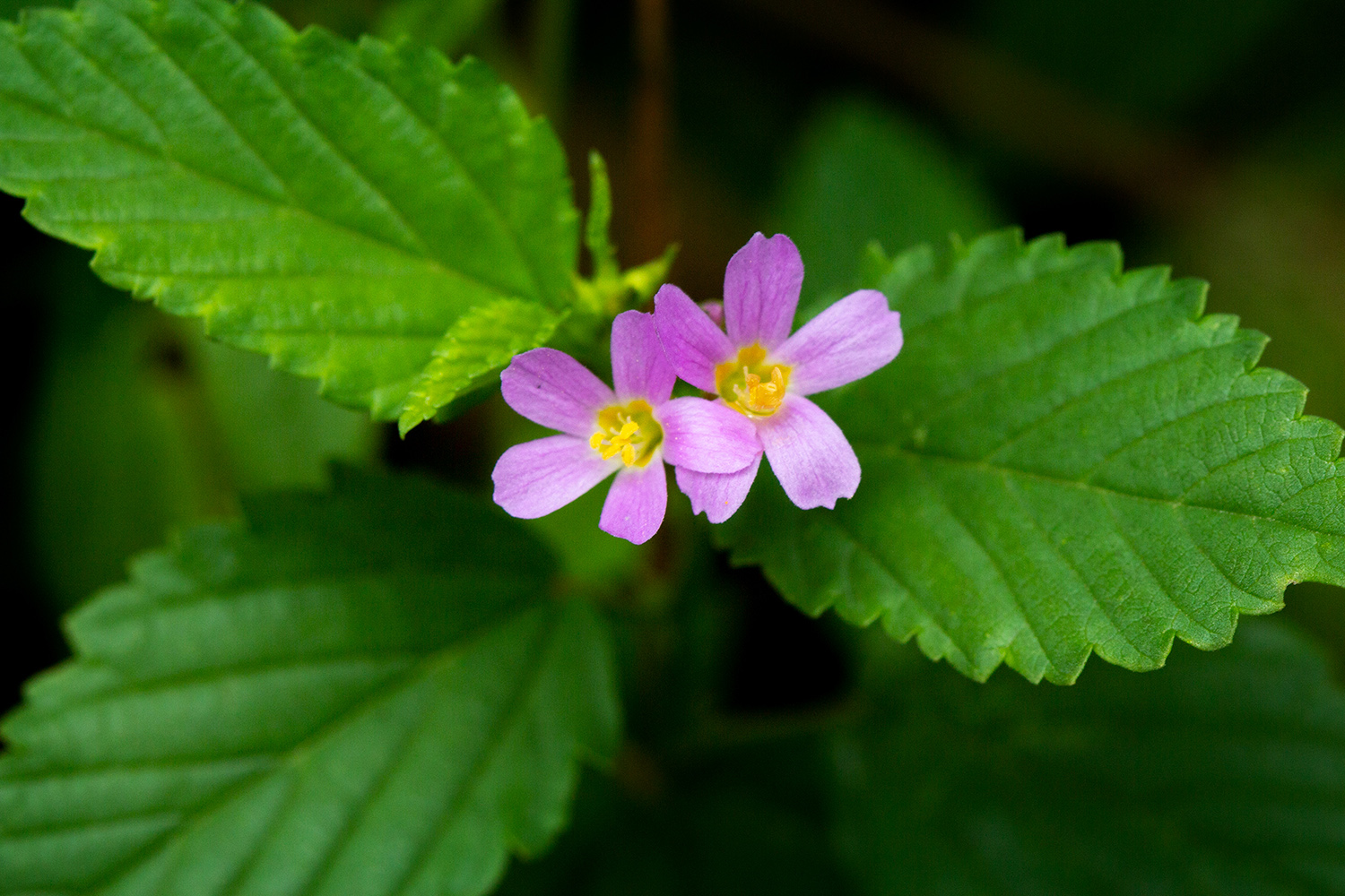 Pyramid Flower Barbados