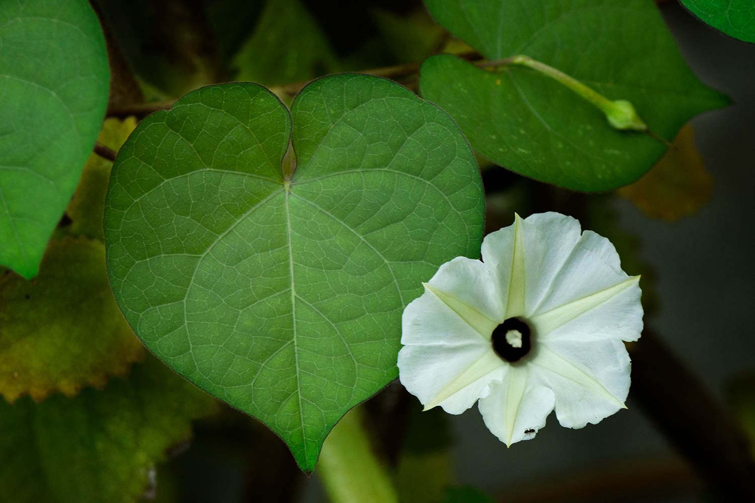 Obscure Morning Glory Barbados