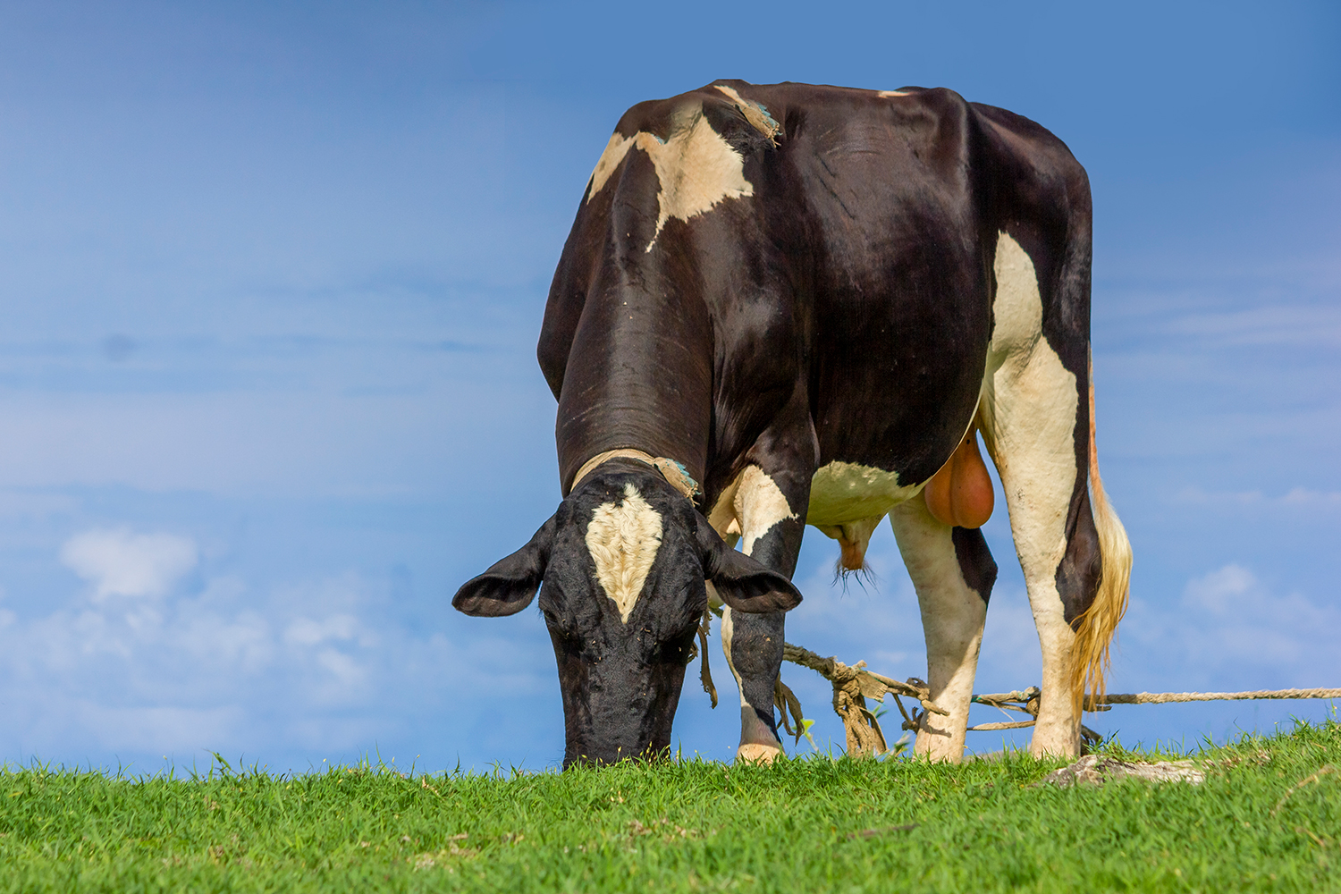 Holstein Friesian Cattle Barbados
