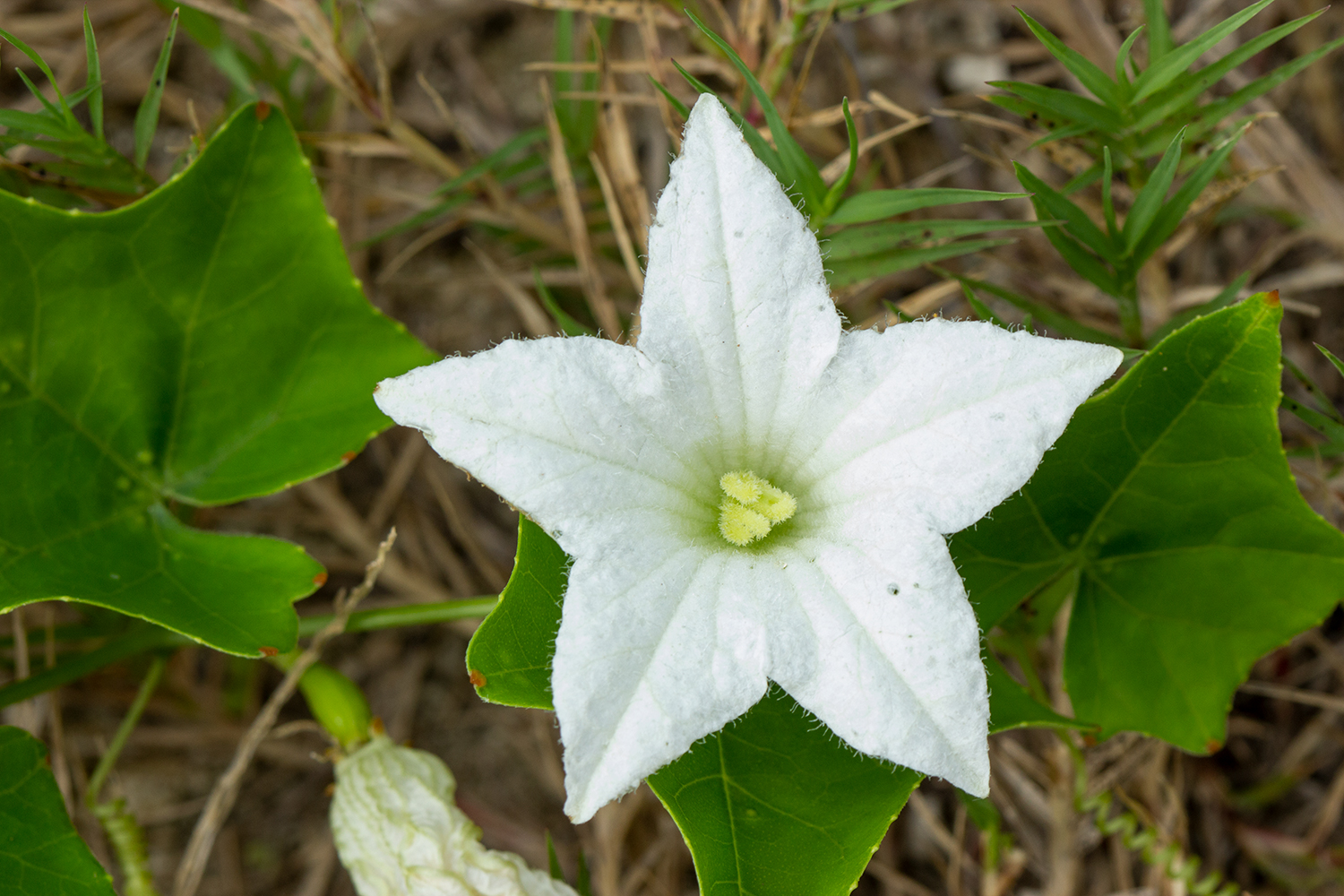 Ivy Gourd Barbados