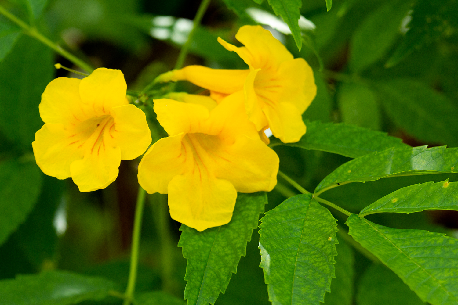 Yellow Bells Barbados
