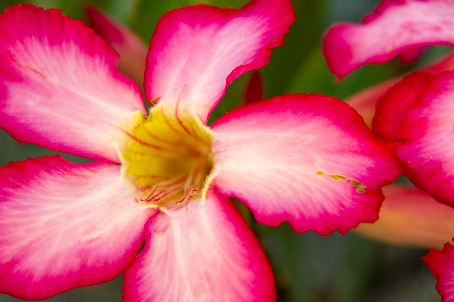 Desert Rose Barbados
