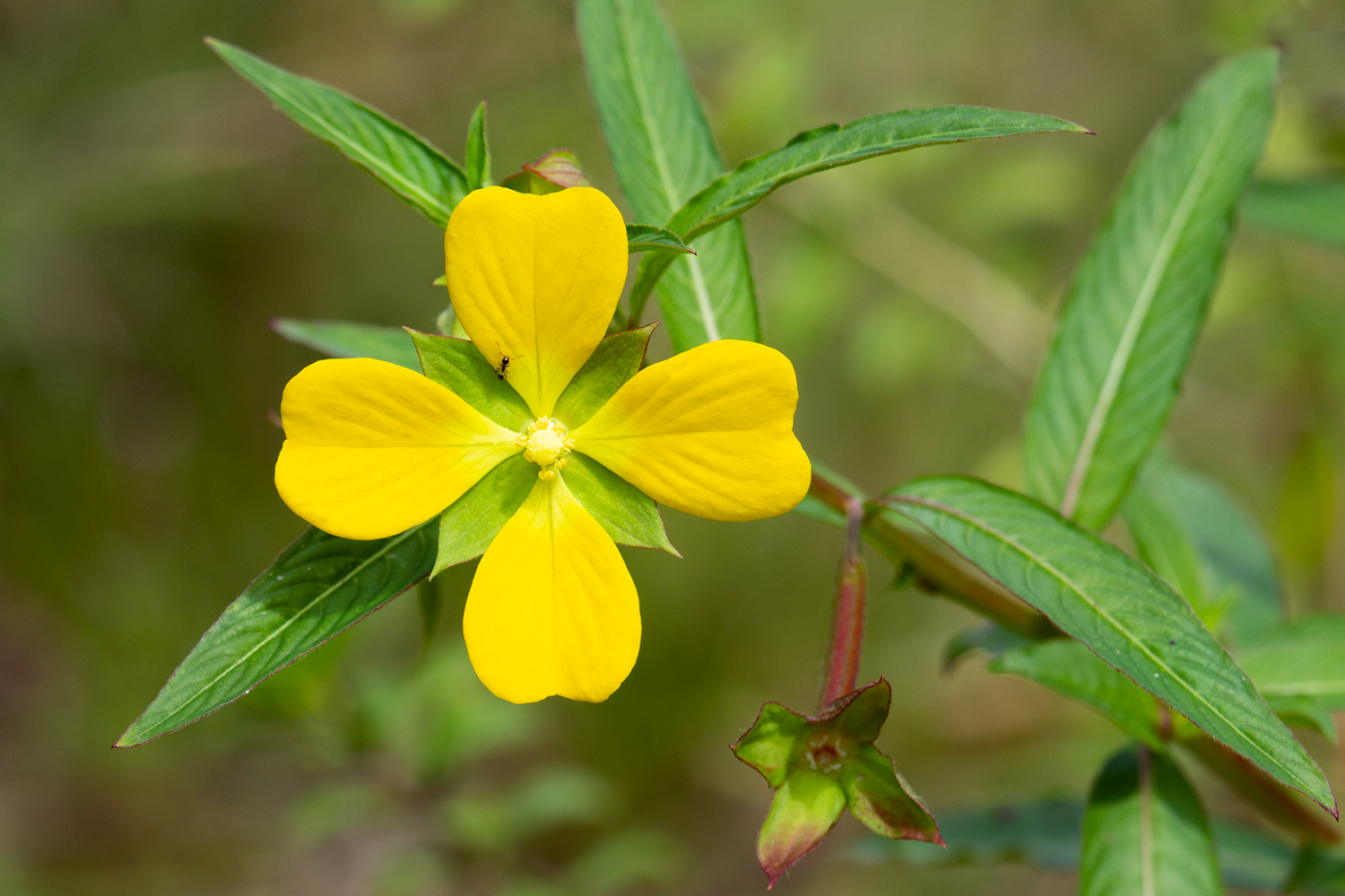 Mexican Primrose-Willow Barbados