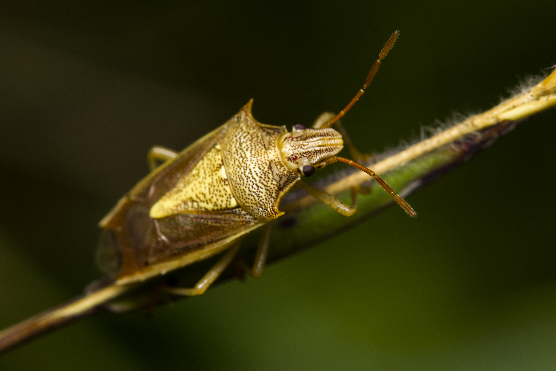 Rice Stink bug Barbados