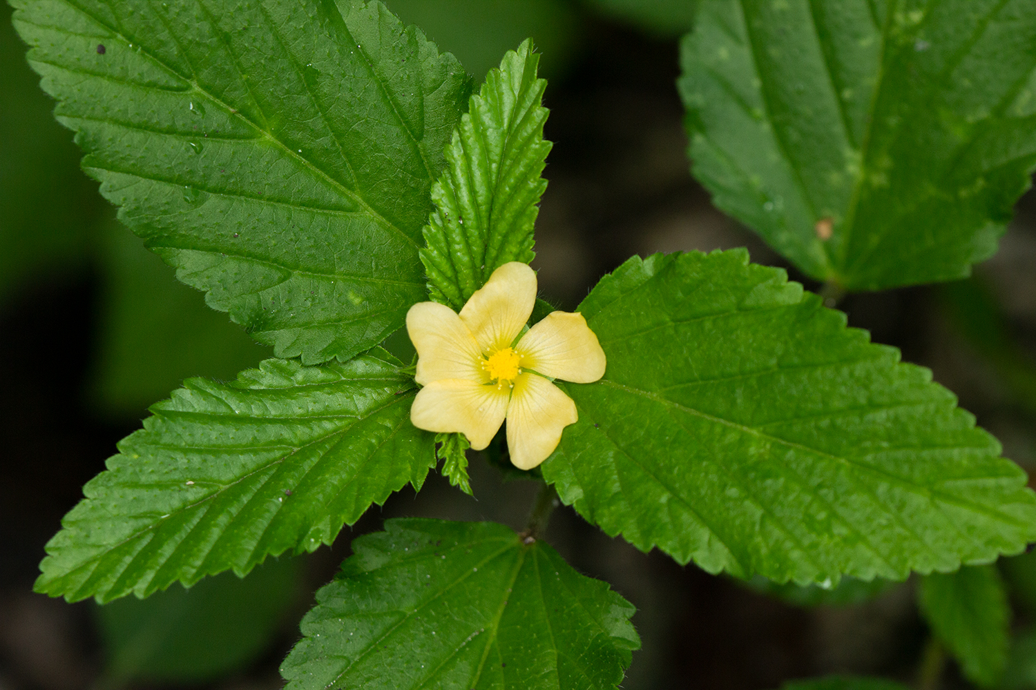 False Mallow Barbados