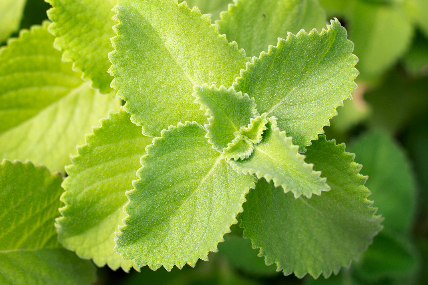 Broad Leaf Thyme Barbados