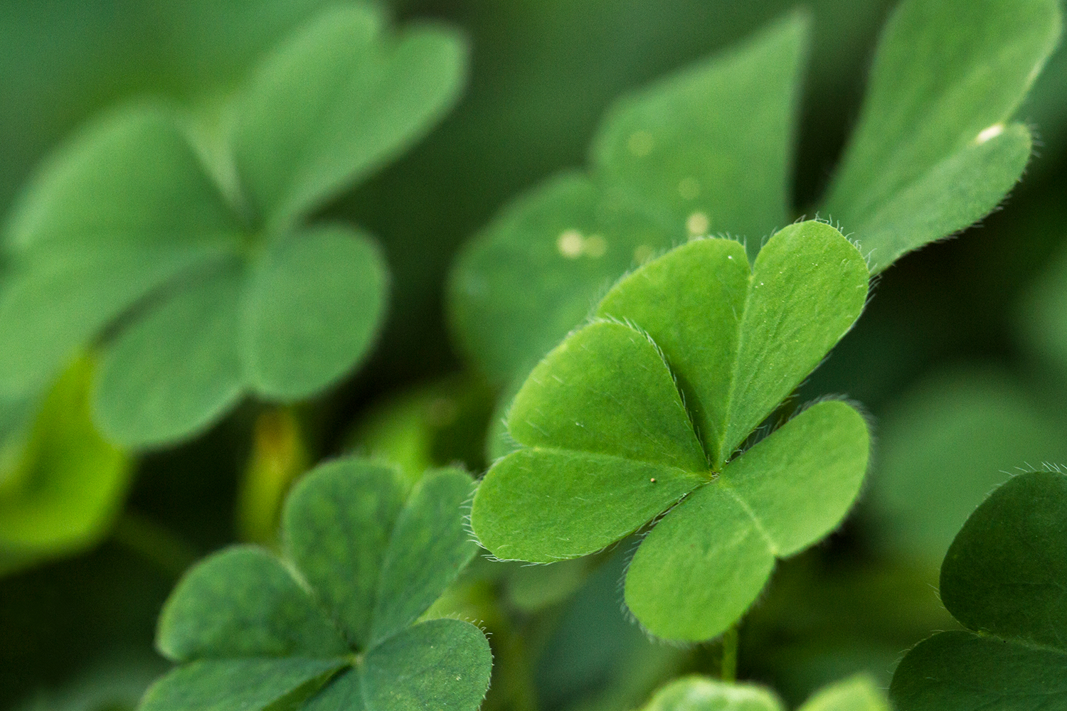 Creeping Woodsorrel Barbados