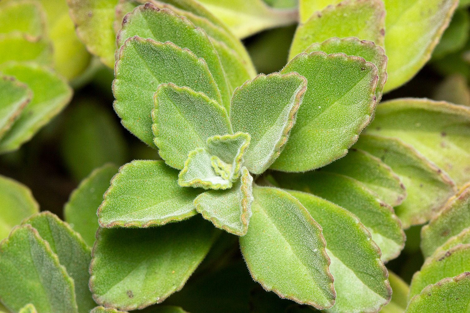Lobster Bush Barbados