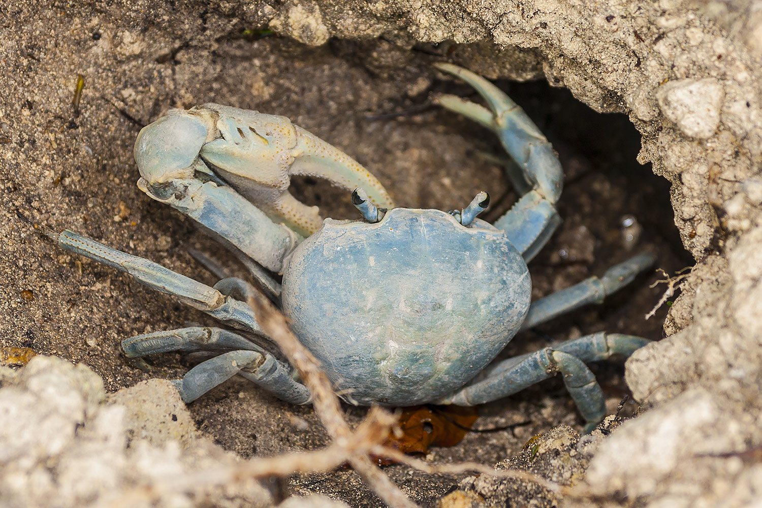 Blue Land Crab  Barbados