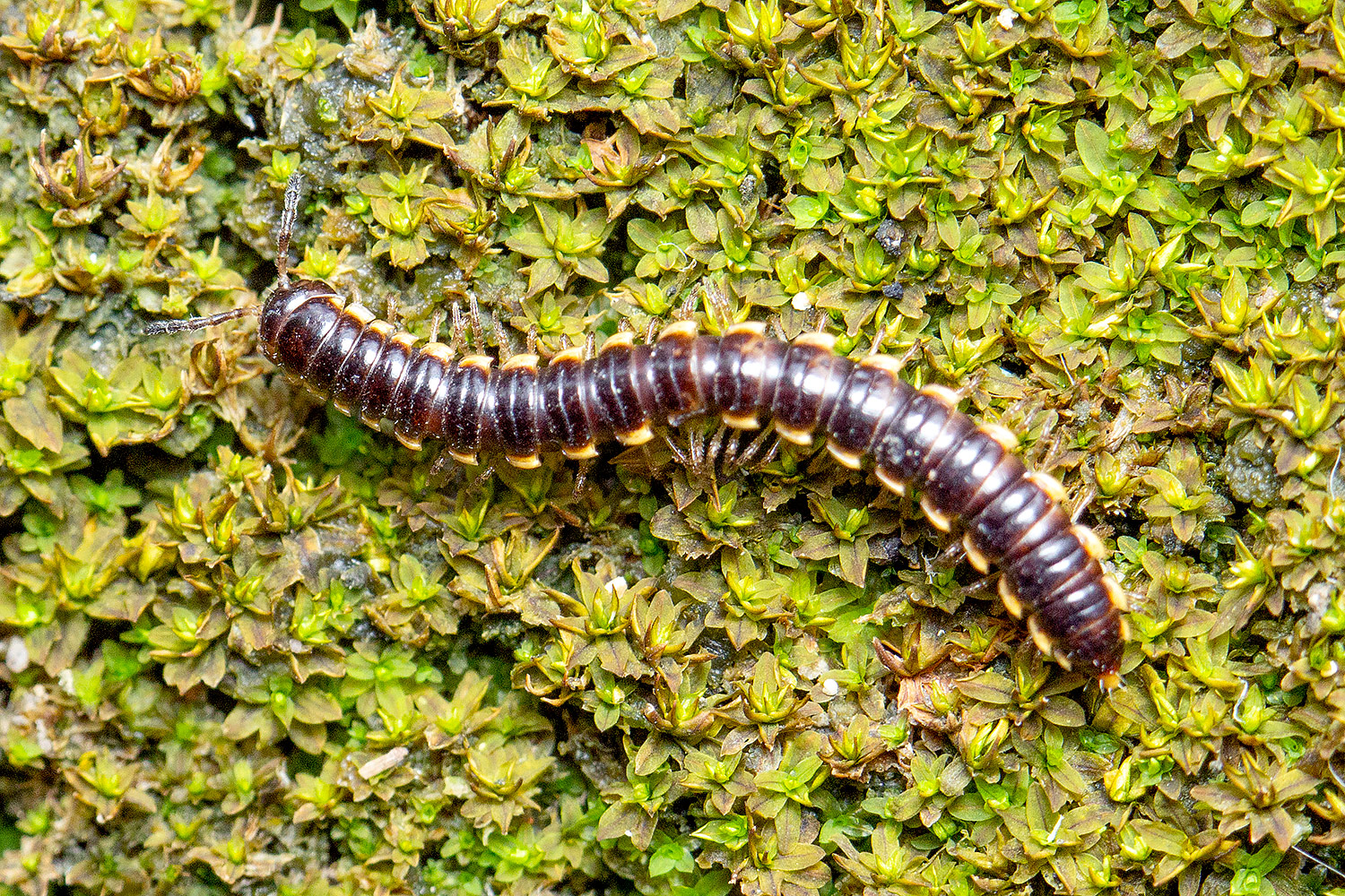 Long-Flange Millipede Barbados
