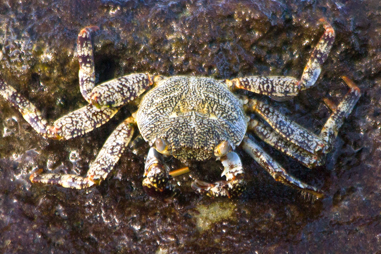 Tidal Spray Crab Barbados