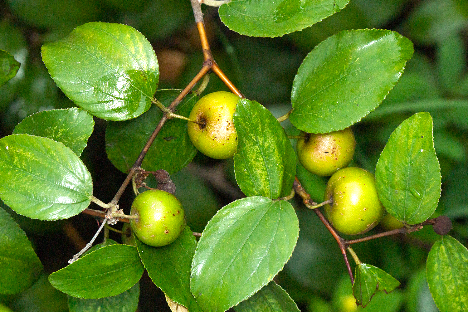 Dunks / Indian jujube Barbados