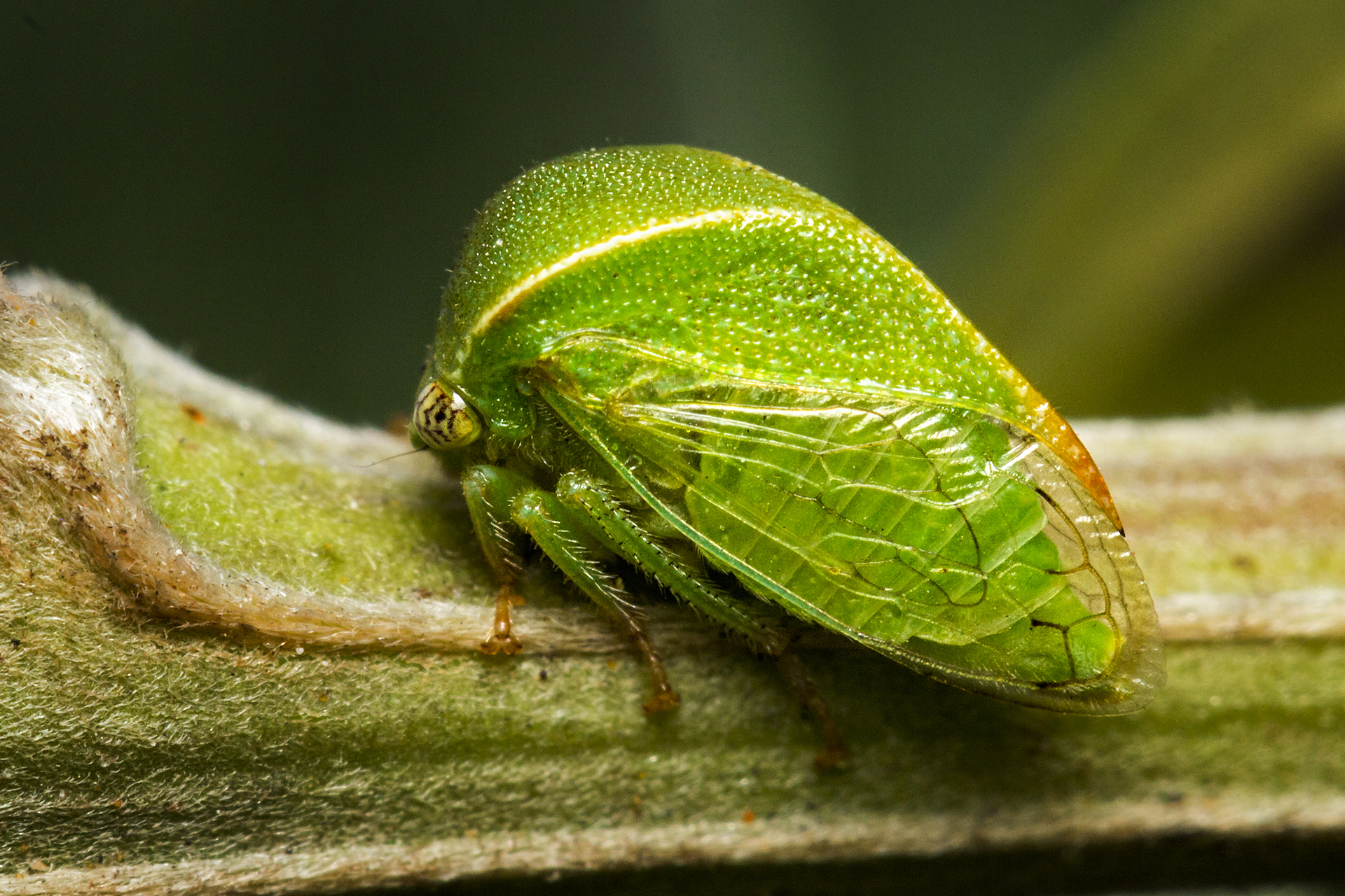 Buffalo Tree Hopper Barbados