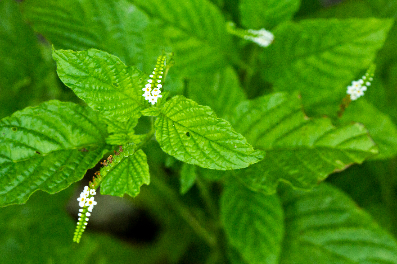 Scorpion Tail Barbados