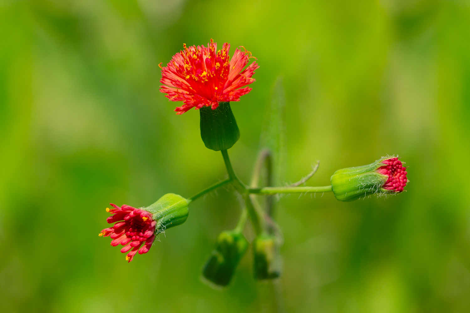 Florida Tasselflower Barbados