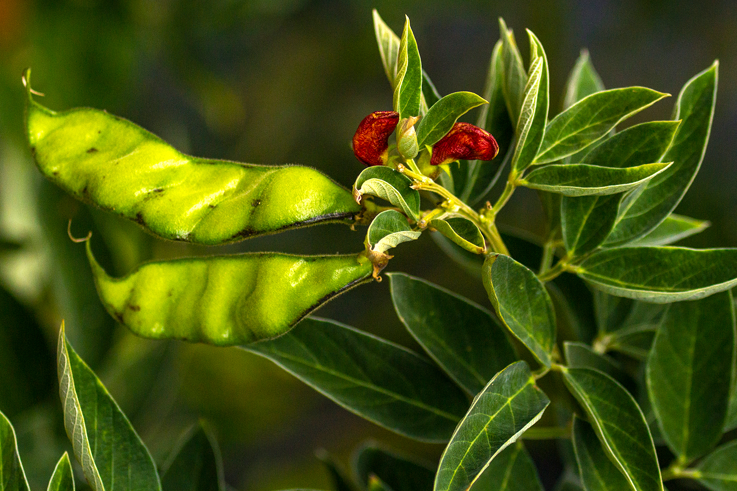 Pigeon Peas Barbados