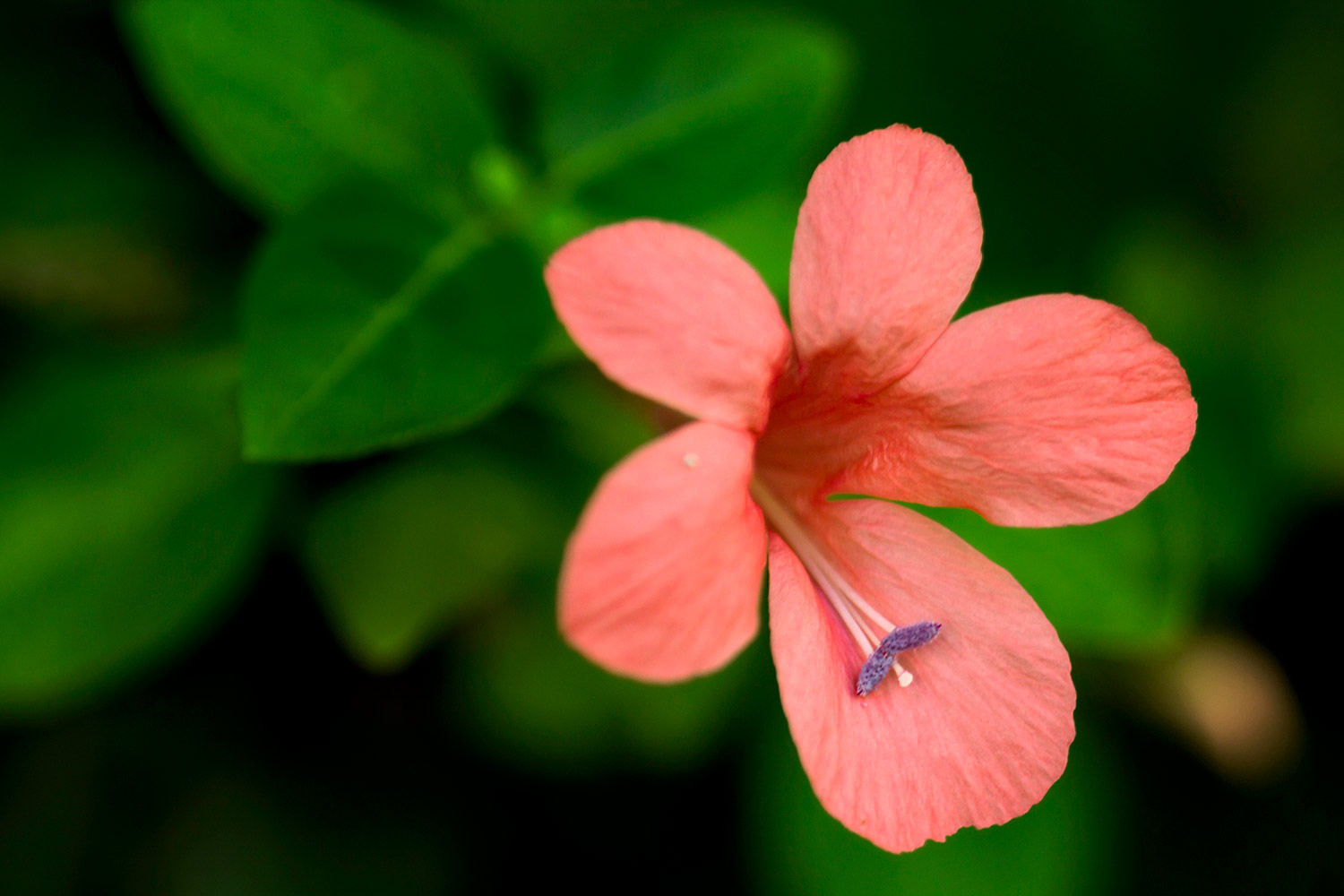 Coral Creeper Barbados