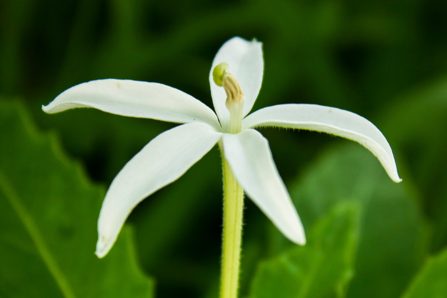 Star of Bethlehem Barbados