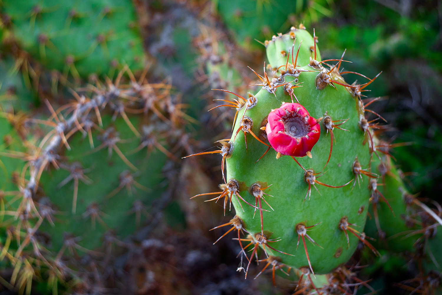 Prickly Pear Cactus Barbados