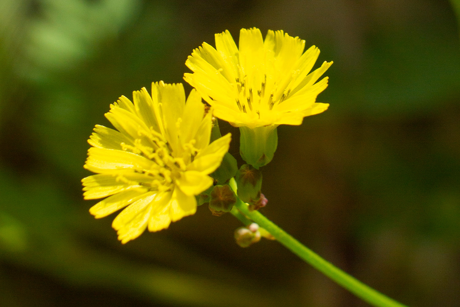 False Hawksbeard Barbados