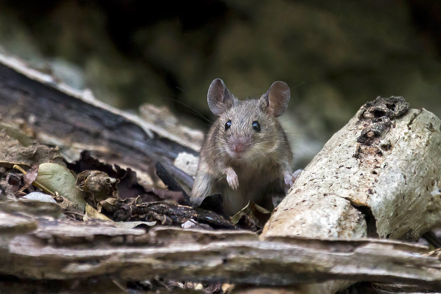 House Mouse Barbados