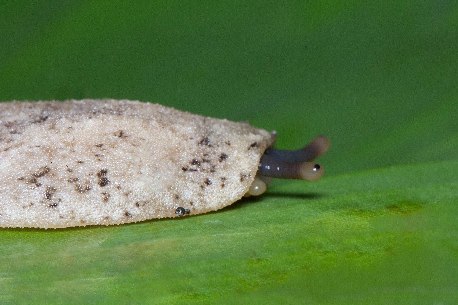 Pancake Slug Barbados