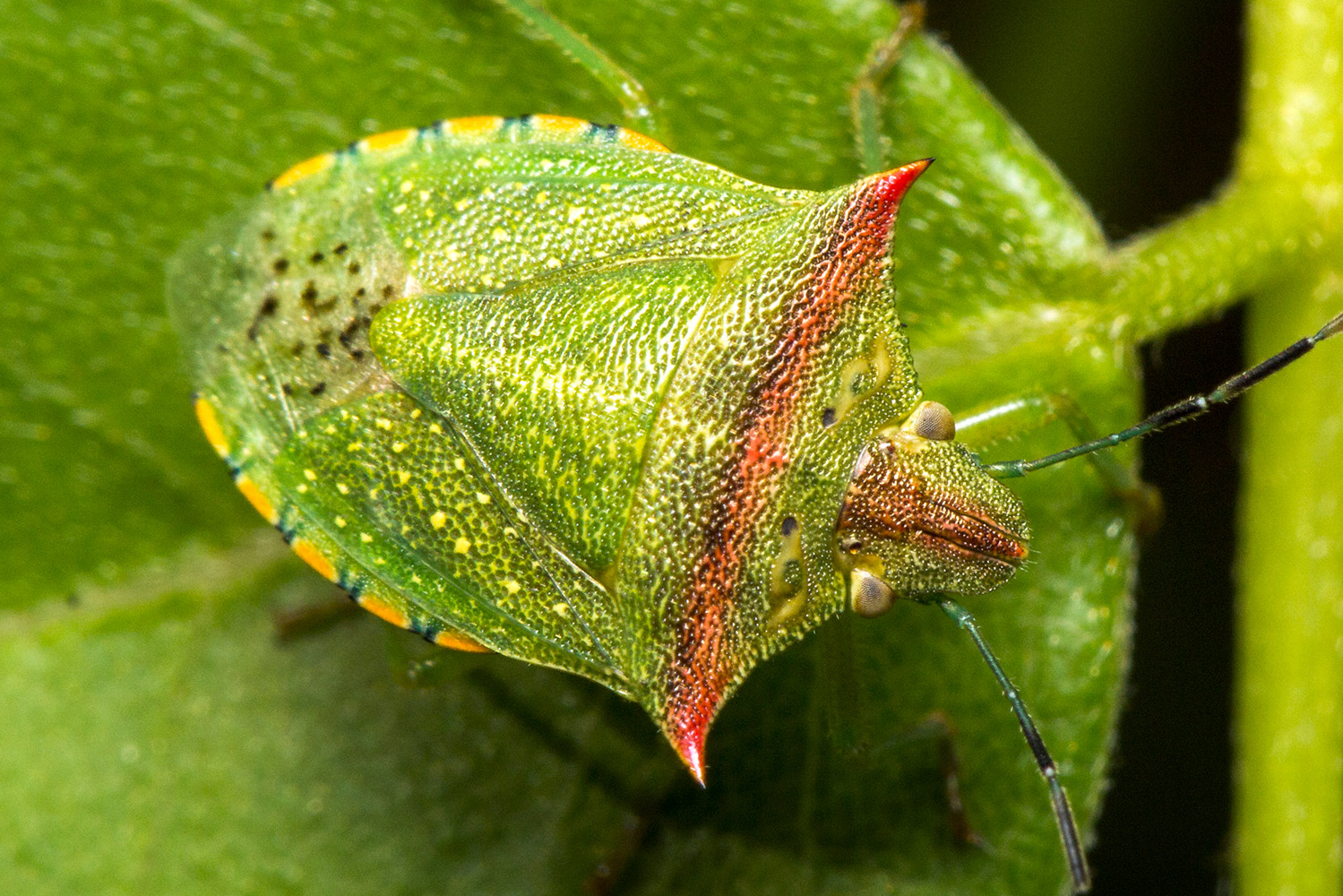 Red  Shouldered Stink Bug Barbados