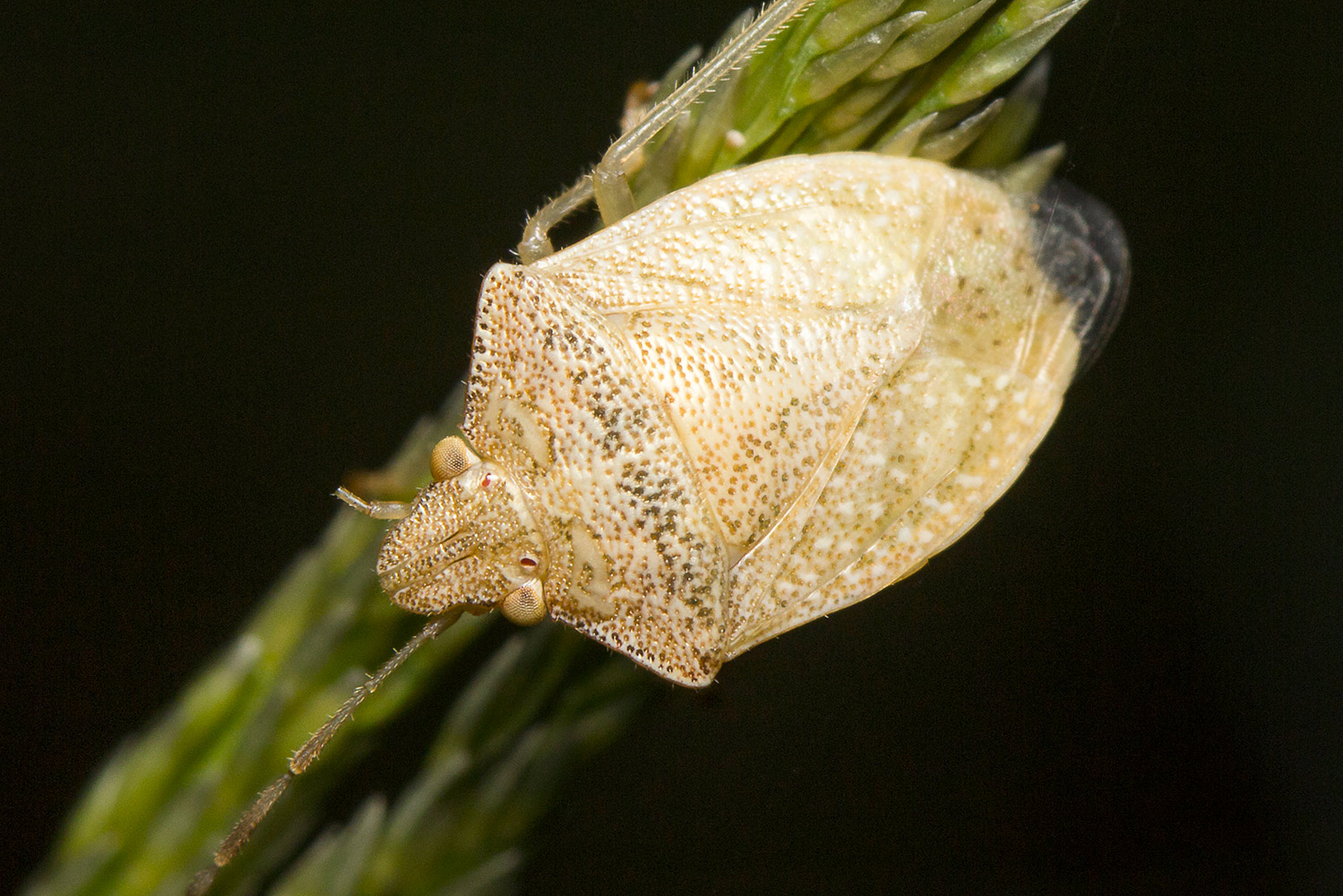 Brown Stink Bug Barbados