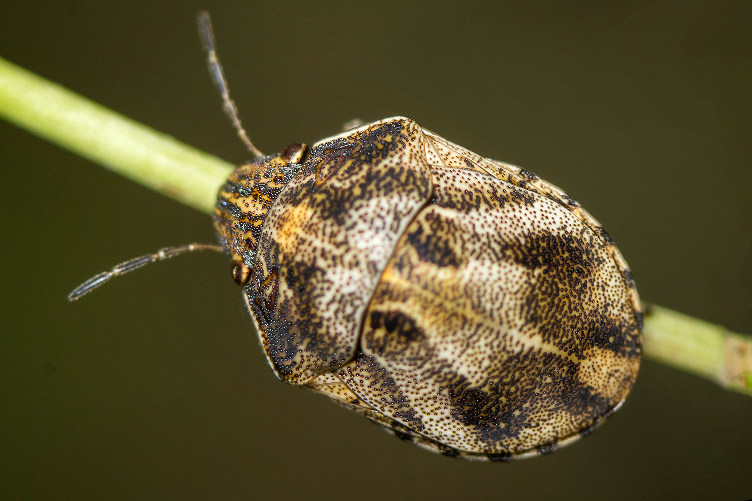 Tortoise Shieldbug Barbados