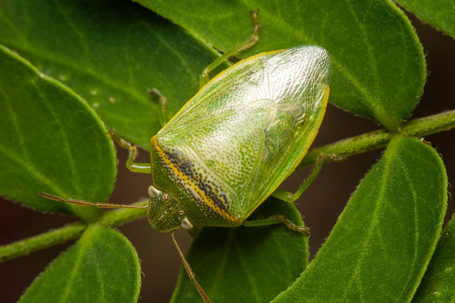 Red Banded Stink Bug Barbados