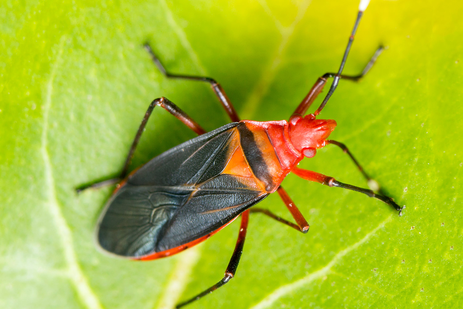 The Red Cotton Stainer Barbados