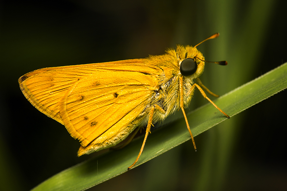 firey Skipper Barbados