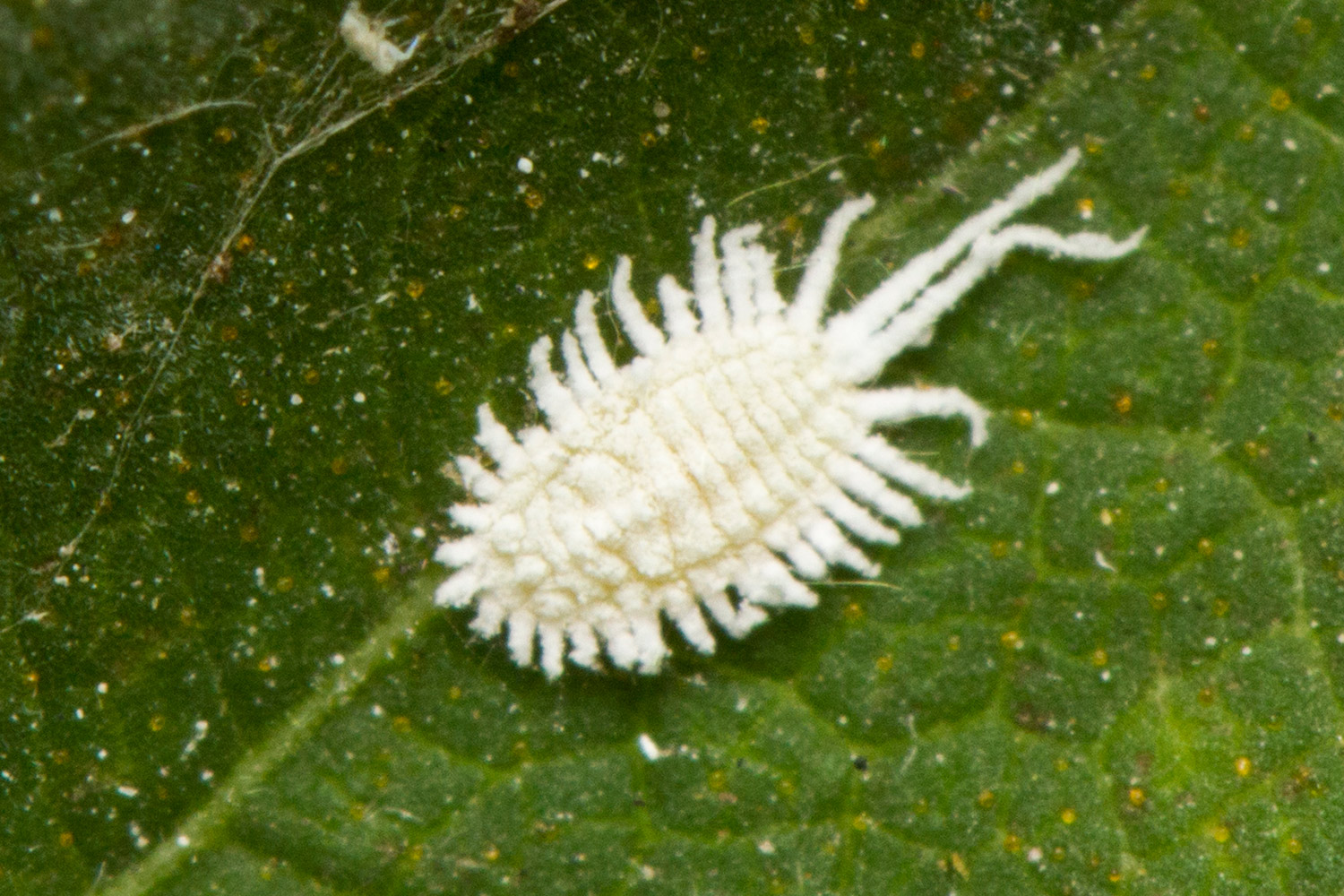 Long-Tailed Mealybug Barbados