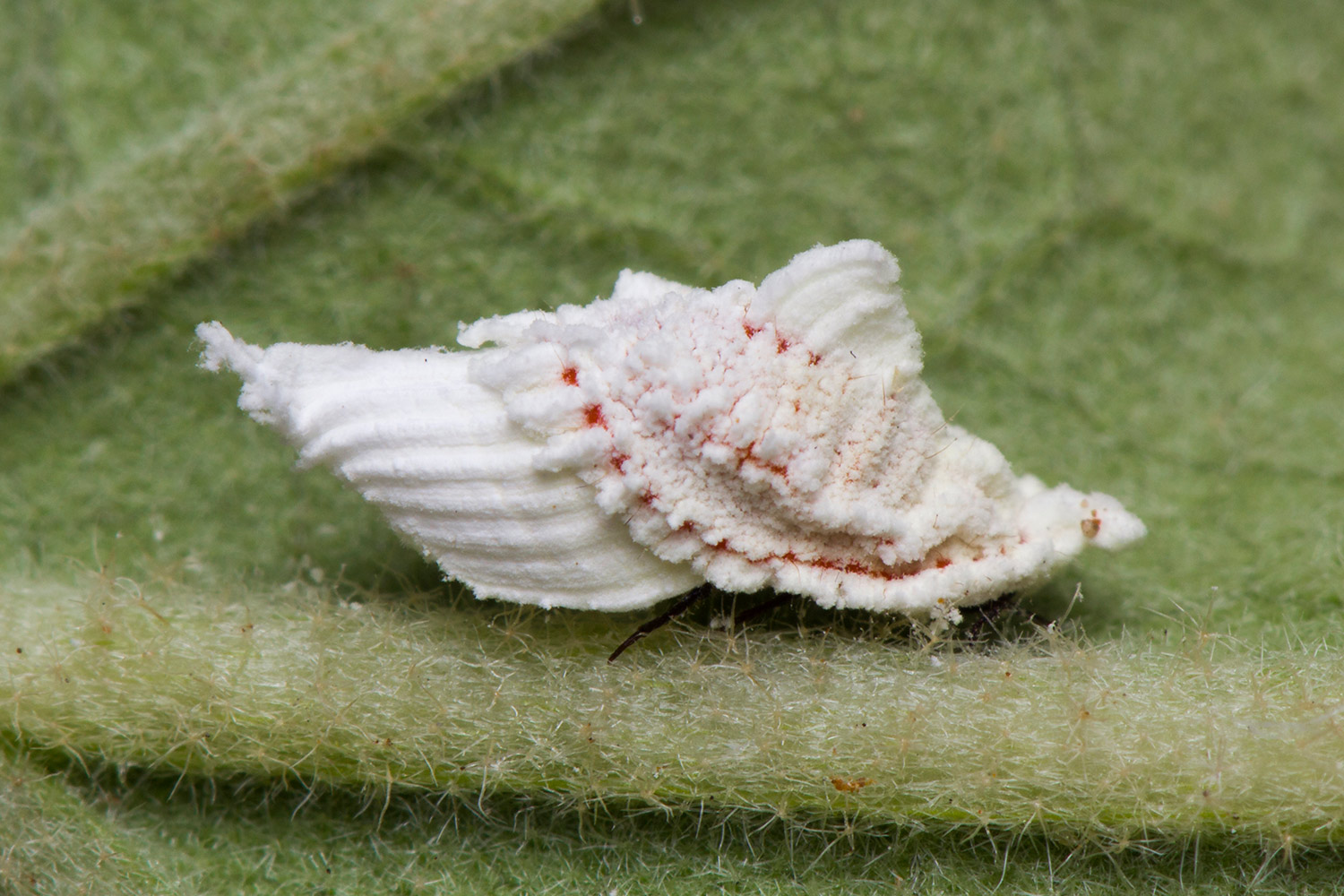 White Partridge Pea Bug Barbados