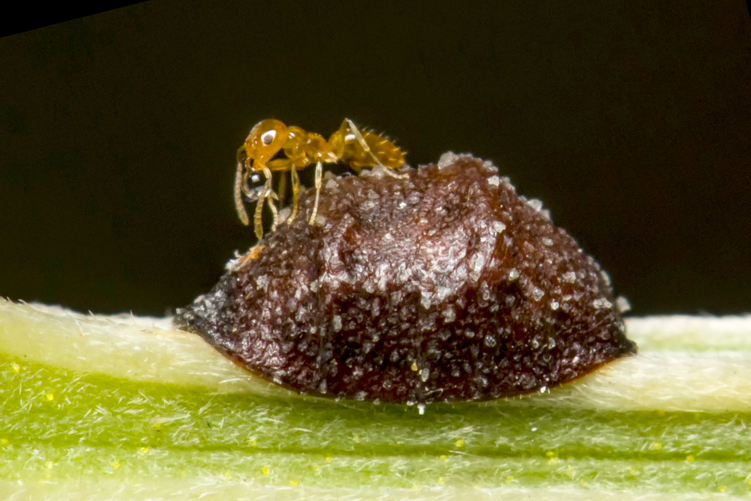 Brown Apricot Scale Barbados