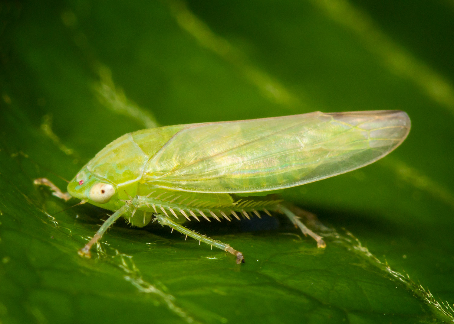 Gyponine Leafhopper Barbados