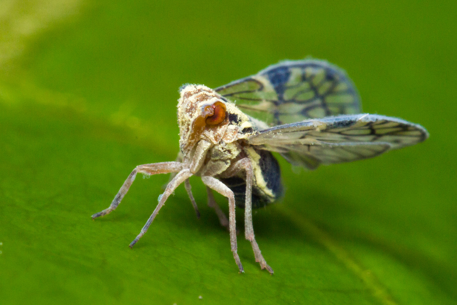 Blue Cixiid Planthopper Barbados