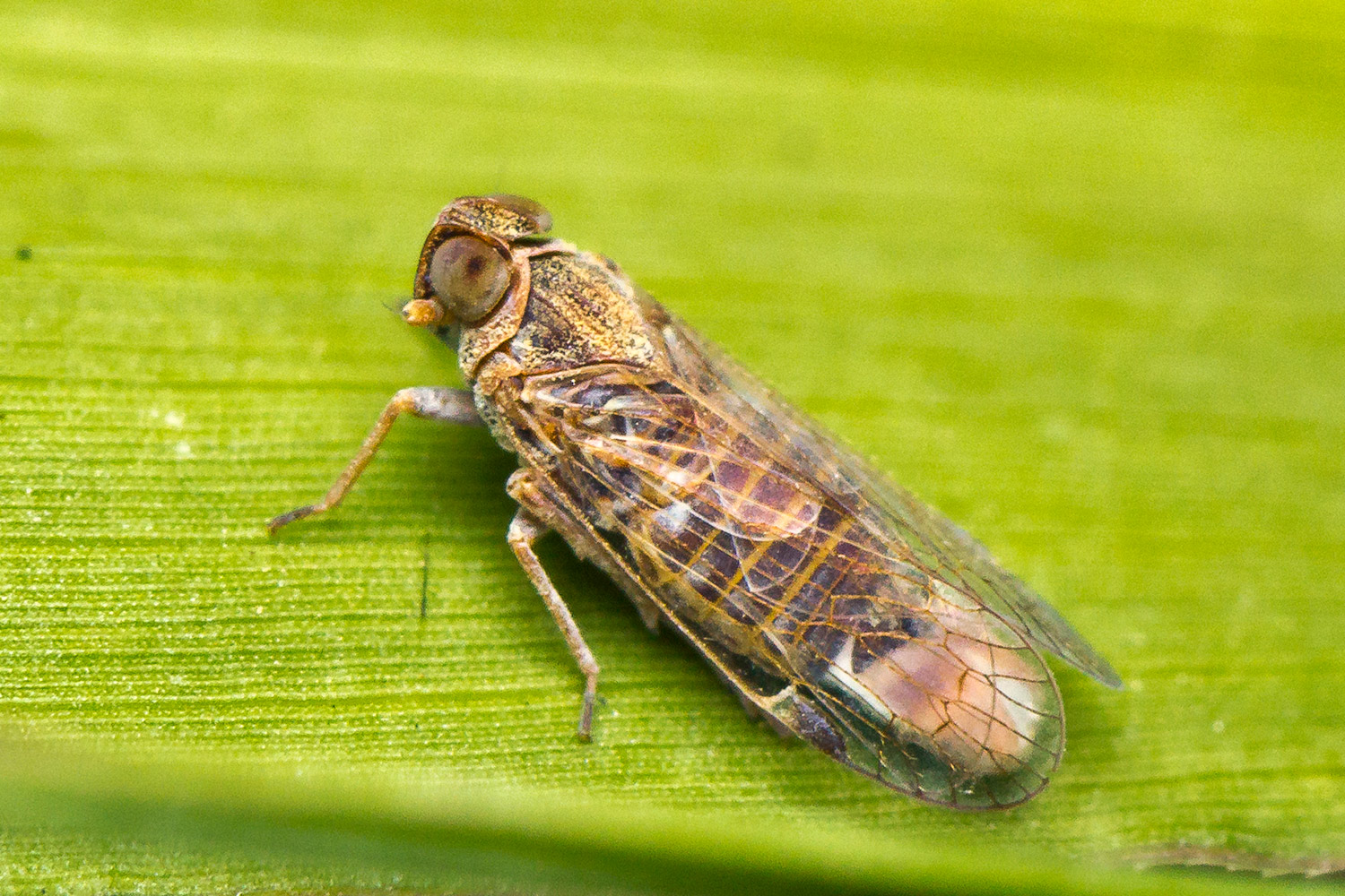 Cixiidae Planthoppers Barbados