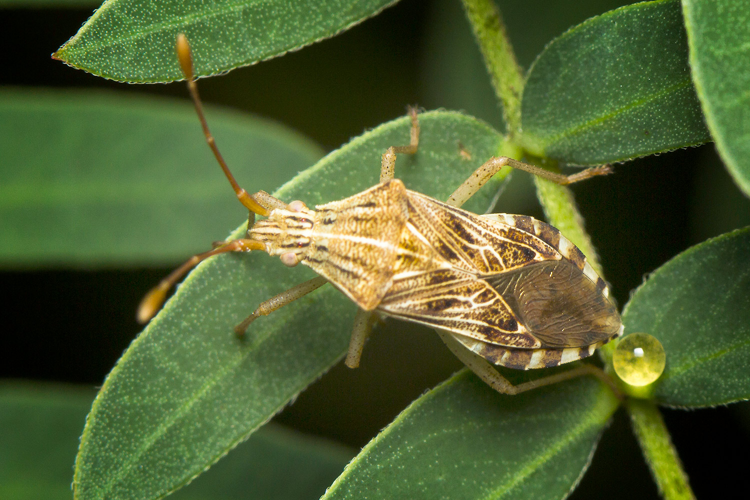 Squash Bug Barbados