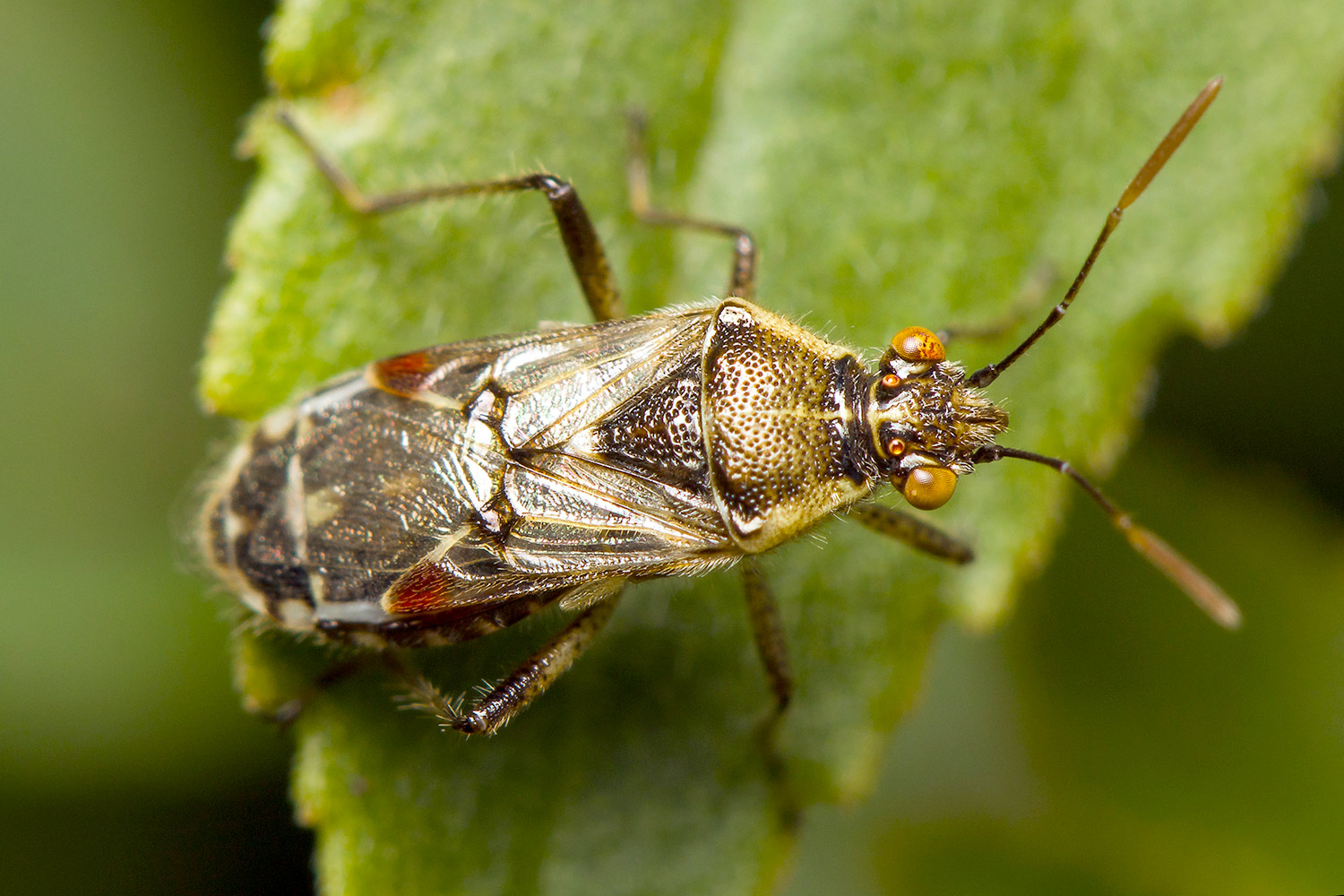 Long-Winged Glasswing Bug Barbados