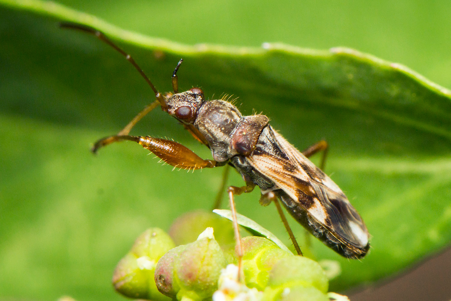Dirt-Colored Seed Bug Barbados