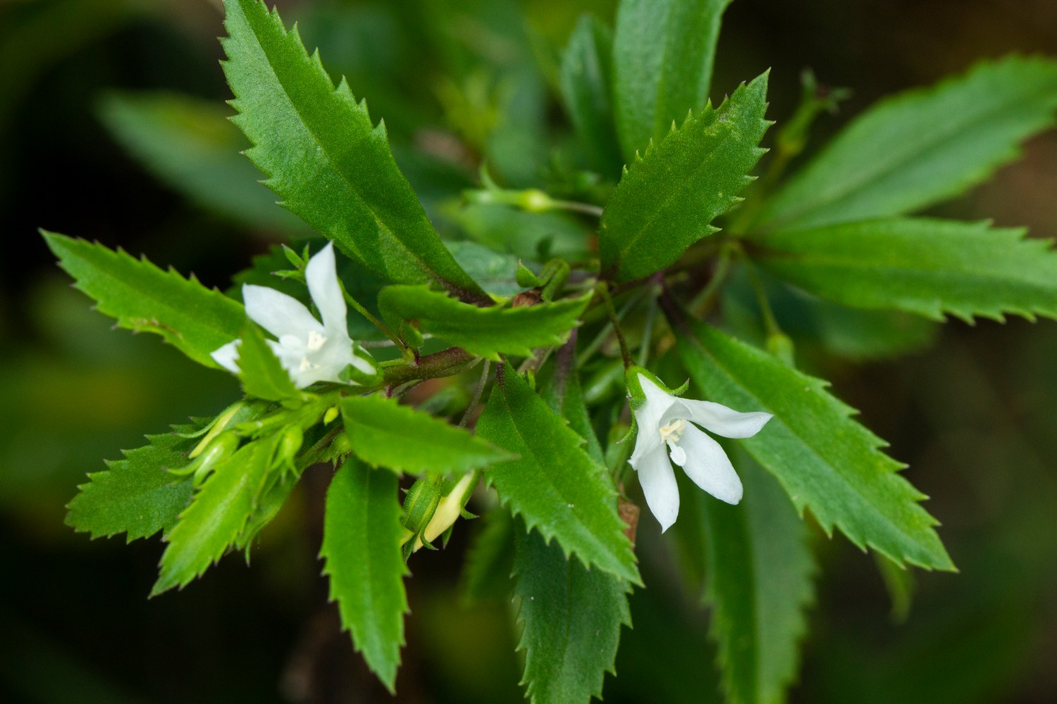 Goatweed Barbados