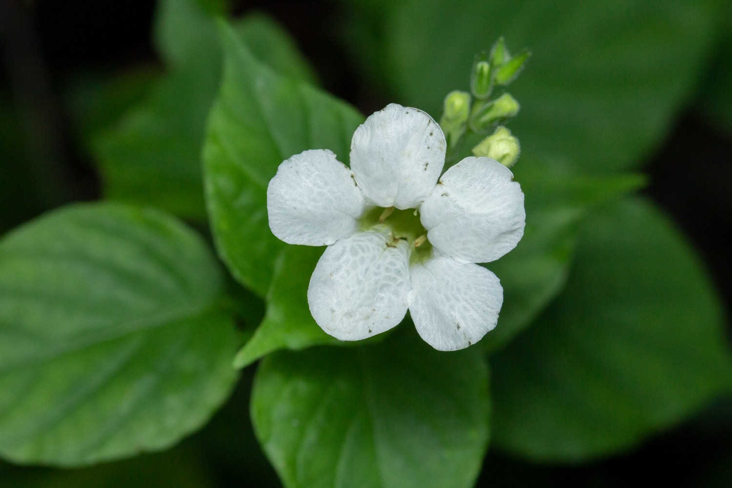 Chinese Violet Barbados