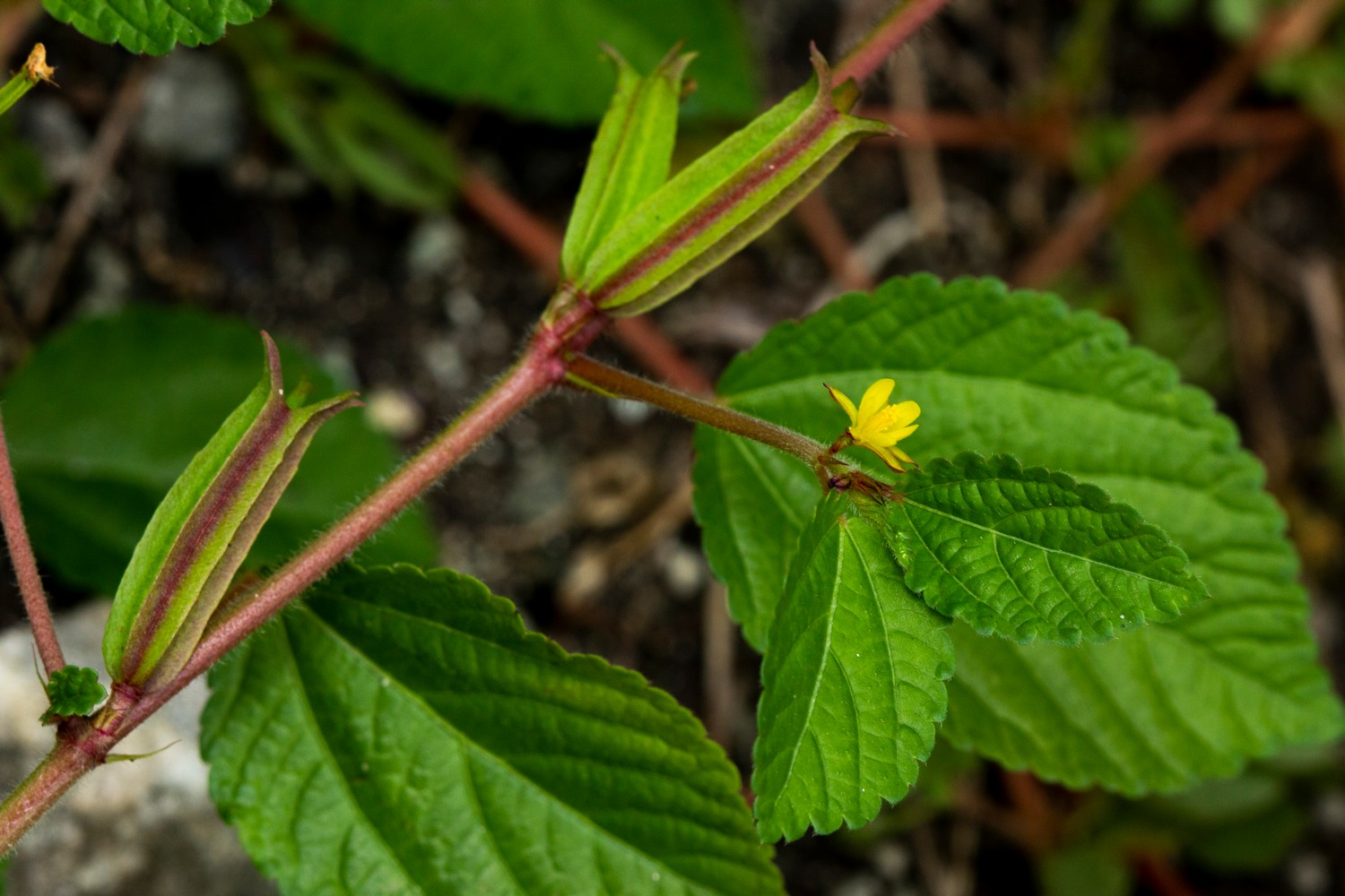 Jute / East Indian Mallow Barbados