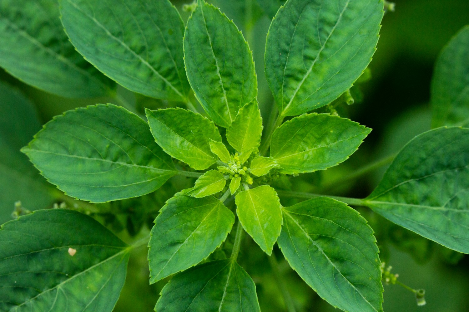 Indian acalypha Barbados
