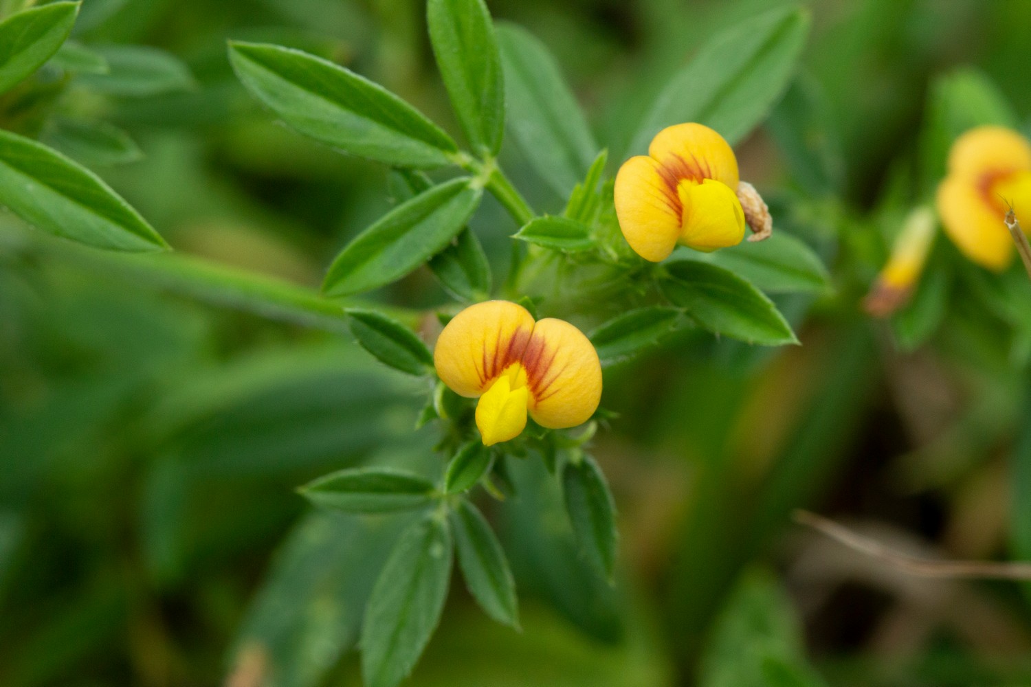 Pencil Flower Barbados