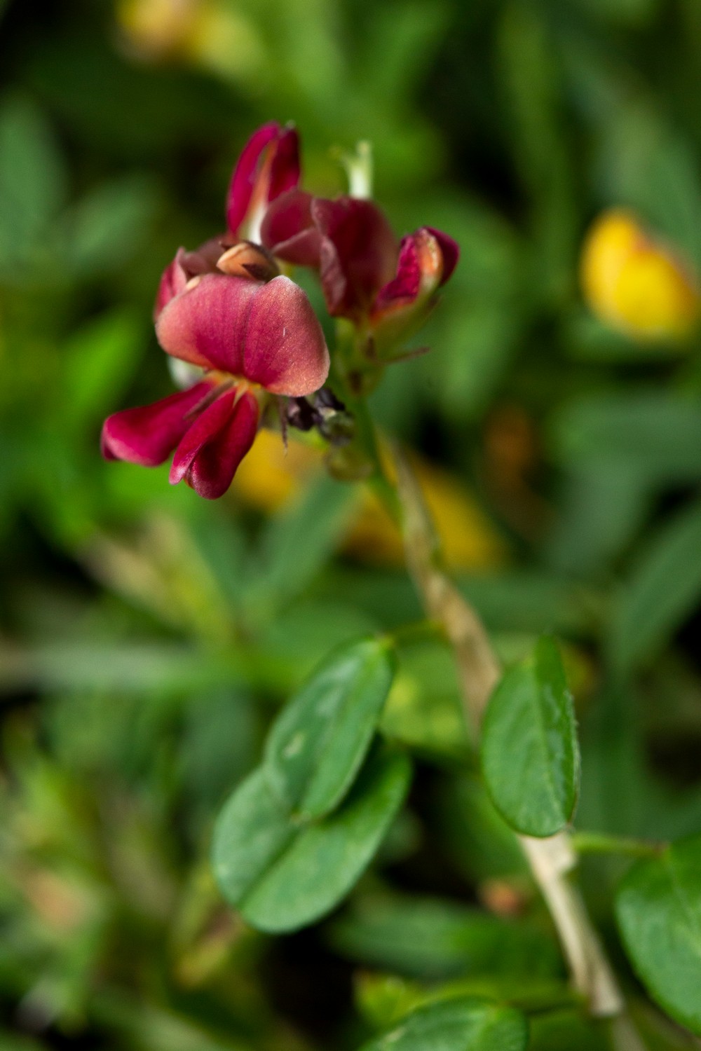 Alyce Clover Barbados