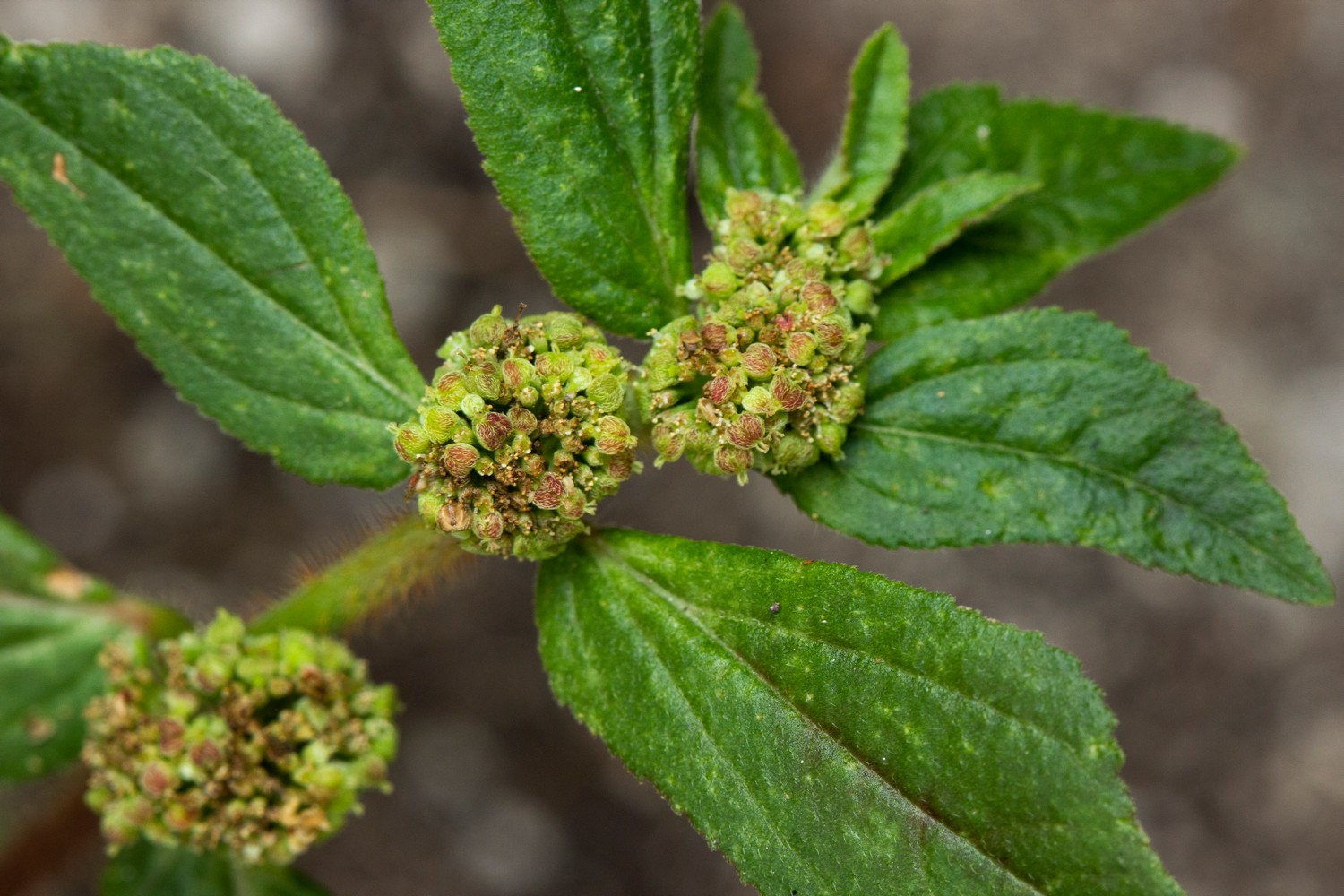Asthma Plant Barbados