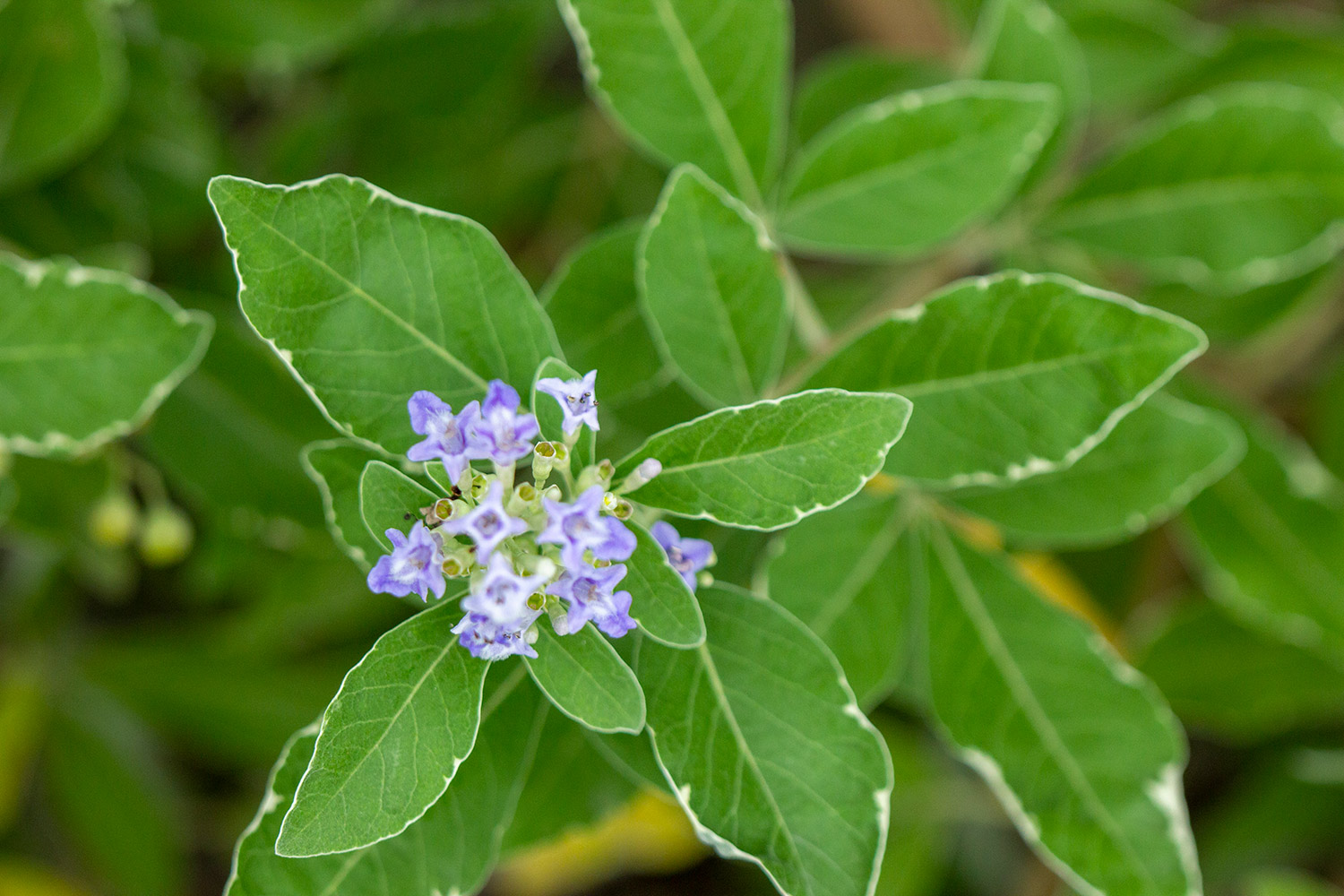 Simpleleaf Chastetree Barbados